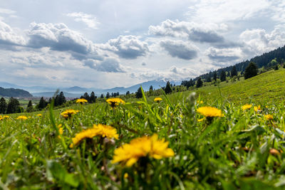 Yellow flowering plants on field against sky