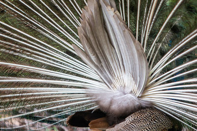 Close-up of a peacock