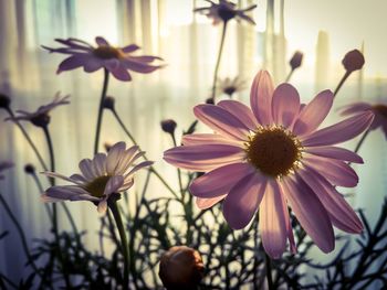 Close-up of flowers blooming outdoors