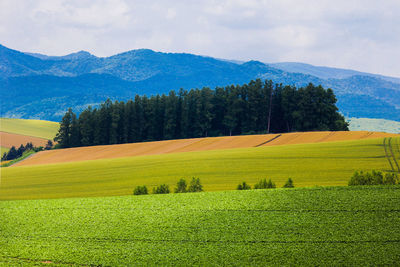 Scenic view of agricultural field against sky