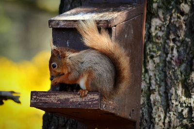 Close-up of wooden plank