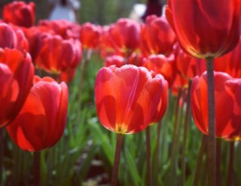 Close-up of red tulips in field