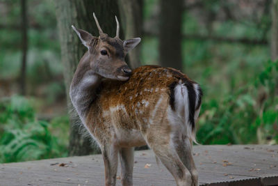 Deer looking away in zoo