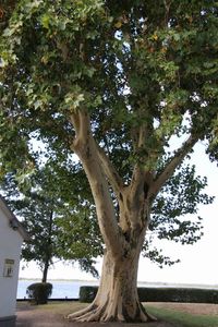 Low angle view of tree against sky