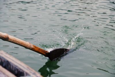 Turtle swimming in sea