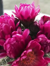 Close-up of pink flowers blooming outdoors