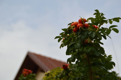 Low angle view of plant against sky