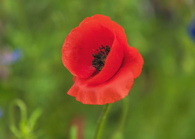 Close-up of red poppy flower