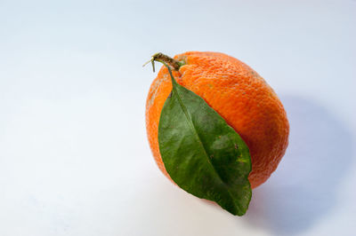 Close-up of orange fruit against white background