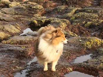 Dog sitting on rock by water