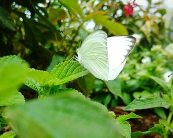 Close-up of butterfly on leaf