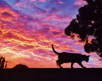 Silhouette horse on landscape against sunset sky