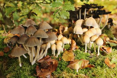 Close-up of mushrooms growing on field