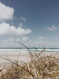 Grass by beach against sky