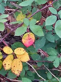 leaf