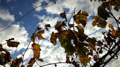 Low angle view of trees against sky