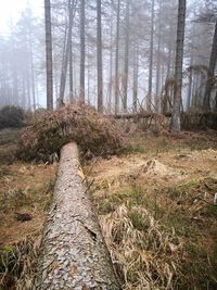 View of trees in forest