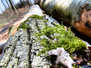 Close-up of moss growing on tree trunk