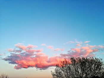 Low angle view of trees against blue sky
