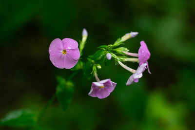 Close-up of pink flowering plant
