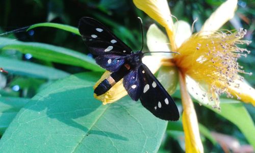 Close-up of butterfly pollinating flower