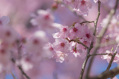 Close-up of pink cherry blossoms in spring