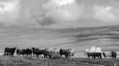 Cows grazing in a field