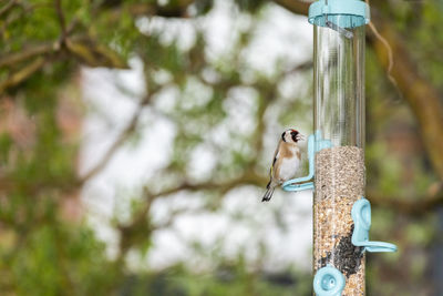 Close-up of bird perching on feeder