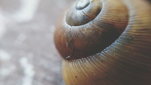 Close-up of snail