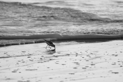 People on beach