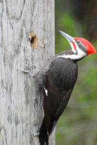 Close-up of bird perching on wood