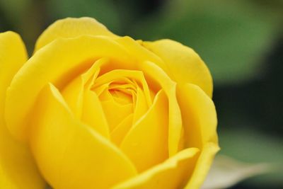 Close-up of yellow rose flower