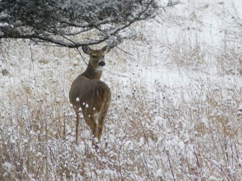 Deer on snow covered field