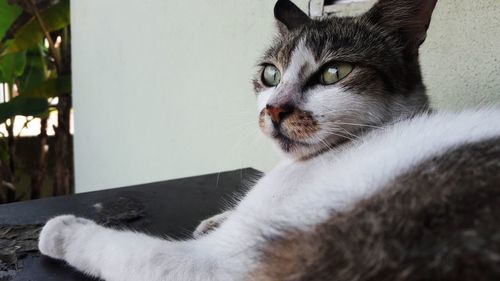 Close-up of cat sitting outdoors