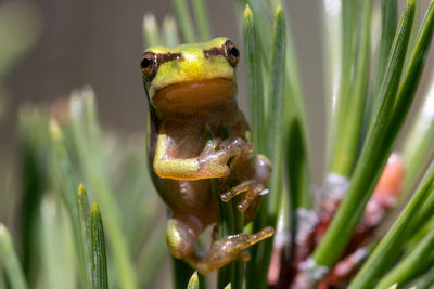 Close-up of frog in grass