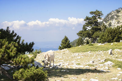 View of a horse on the ground