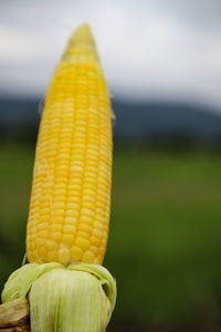 Close-up of yellow corn 
