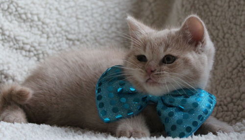 Close-up portrait of cat