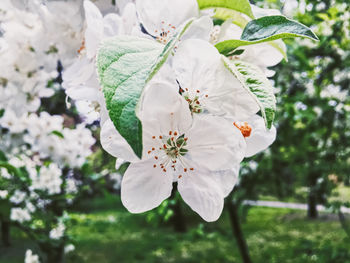 Close-up of white cherry blossom tree