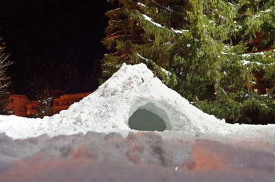 Close-up of snow on tree