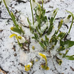 High angle view of snow on plant during winter