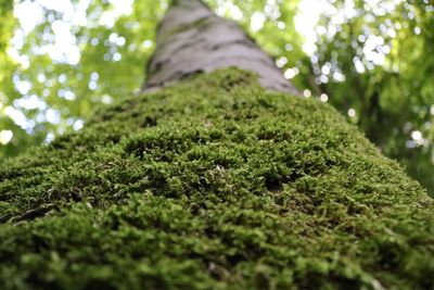 Low angle view of tree trunk