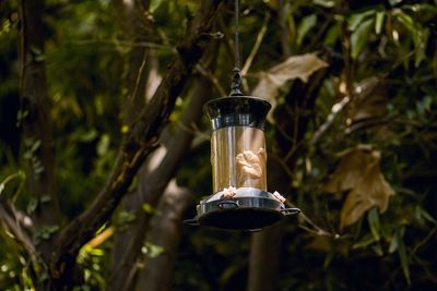 Close-up of tea light hanging on tree