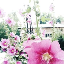 Close-up of pink flowers