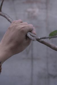 Close-up of hand holding branch