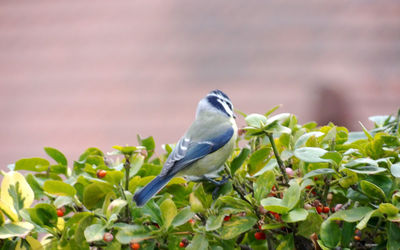 Close-up of bird perching on plant