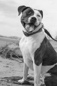 Portrait of dog looking away