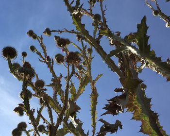 Low angle view of tree against sky