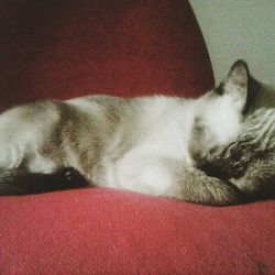 Close-up of cat sleeping on sofa