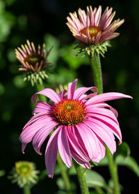 Coneflower, echinacea purpurea, flowers of summer